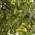 Malus sylvestris अन्य