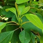 Sassafras albidum পাতা