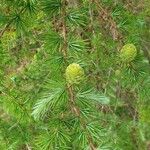 Larix sibirica Froito