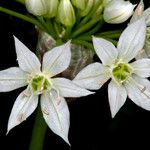 Allium bisceptrum Flower