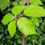 Rubus ulmifolius Feuille