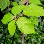 Rubus ulmifolius Hoja