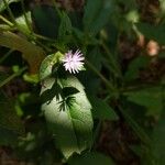 Elephantopus elatus Flower