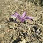 Colchicum variegatumFloare