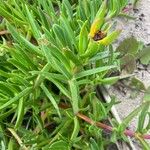 Carpobrotus acinaciformisLeaf