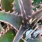 Aloe dawei Lapas