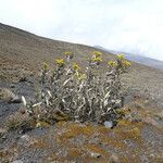 Senecio burtonii Natur