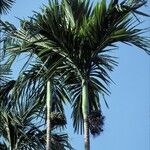 Areca catechu Плод