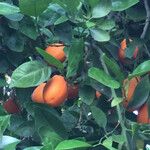 Citrus × aurantium Foglia