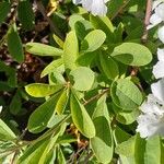Exochorda racemosa Hoja