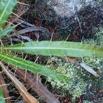 Ptilostemon casabonae Leaf