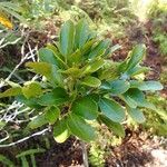 Anthocarapa nitidula Habit