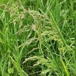 Poa trivialis Flower