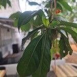 Morinda citrifolia ᱥᱟᱠᱟᱢ