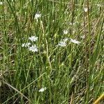 Stellaria longipes عادت داشتن