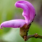 Canavalia rosea Floro
