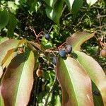 Viburnum lentago Frucht