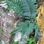 Pteris longifolia List