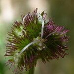 Sanicula europaea Fruit