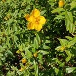 Hypericum patulum Virág