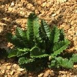 Polystichum lonchitis Lapas