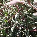 Oenothera stricta برگ