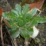 Arabis collina Folha