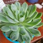 Echeveria Acacia PondsBlad