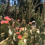 Opuntia aciculata 花