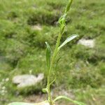 Erigeron alpinus Leaf