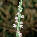 Goodyera repens Прочее