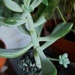 Pachyphytum bracteosum পাতা