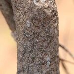 Garcinia pachyclada Ŝelo