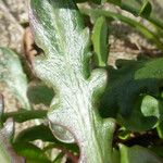 Agoseris apargioides Blad