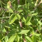 Ononis spinosa Leaf