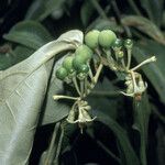 Solanum schlechtendalianum Frukto