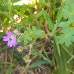 Geranium pusillumКвітка