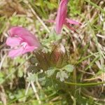 Pedicularis sylvatica Flower