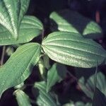 Prosartes smithii Leaf