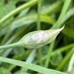 Allium trifoliatum Bloem