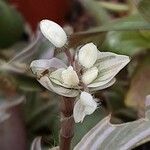 Tradescantia cerinthoides Blüte