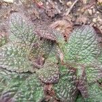 Verbascum phoeniceum Leaf