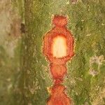 Chaetocarpus schomburgkianus Otro