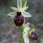 Ophrys arachnitiformis പുഷ്പം