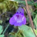 Pinguicula vulgaris Kvet