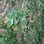 Hymenophyllum tunbrigense Листок