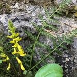 Corydalis cheilanthifolia Flor