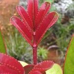 Cunonia macrophylla Λουλούδι