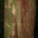 Vouacapoua americana Bark