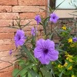 Ruellia simplexКветка